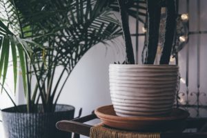 indoor house plants