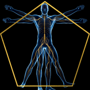 davincis vitruvian man pentagon